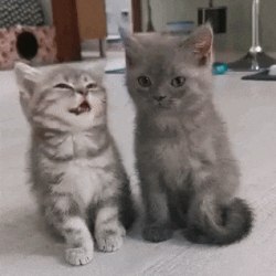Gif jokes with kittens (10 gifs) 2