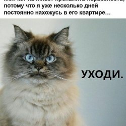 Анекдоты про котов и кошек (25 картинок) 22