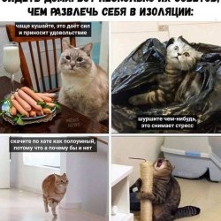 Анекдоты про котов и кошек (25 картинок) 23