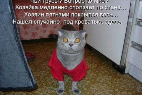 Анекдоты про котов и кошек (25 картинок)