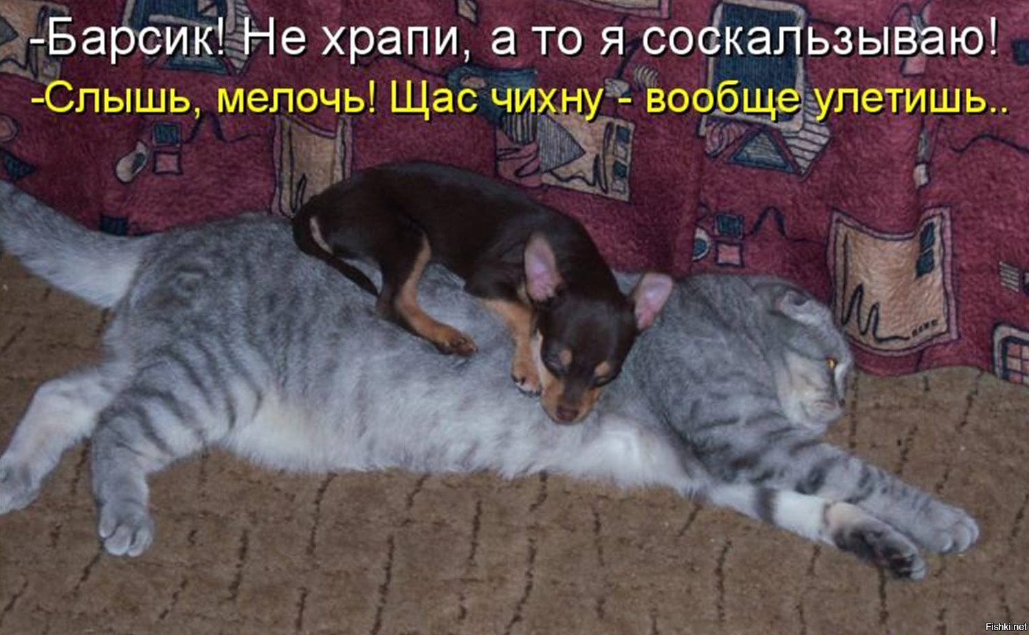 Кошки юмор в картинках