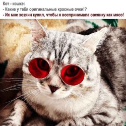 Анекдоты про котов и кошек (25 картинок) 10