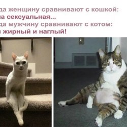 Анекдоты про котов и кошек (25 картинок) 12
