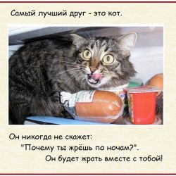 Анекдоты про котов и кошек (25 картинок) 0