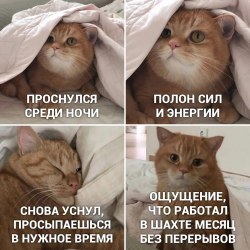 Анекдоты про котов и кошек (25 картинок) 16