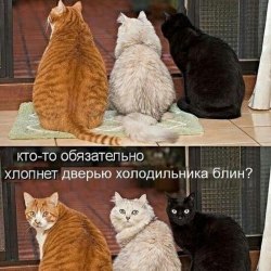 Анекдоты про котов и кошек (25 картинок) 18