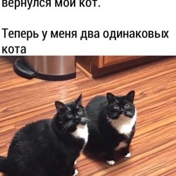 Анекдоты про котов и кошек (25 картинок) 14