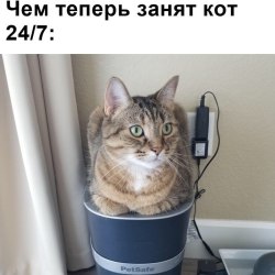 Анекдоты про котов и кошек (25 картинок) 4
