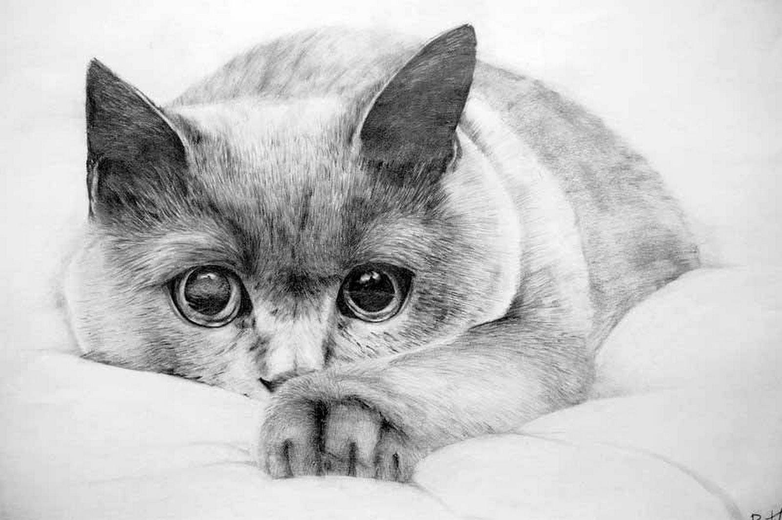 Картинки простых животных. Кошка карандашом. Красивые рисунки. Котик рисунок. Рисунки животных карандашом.
