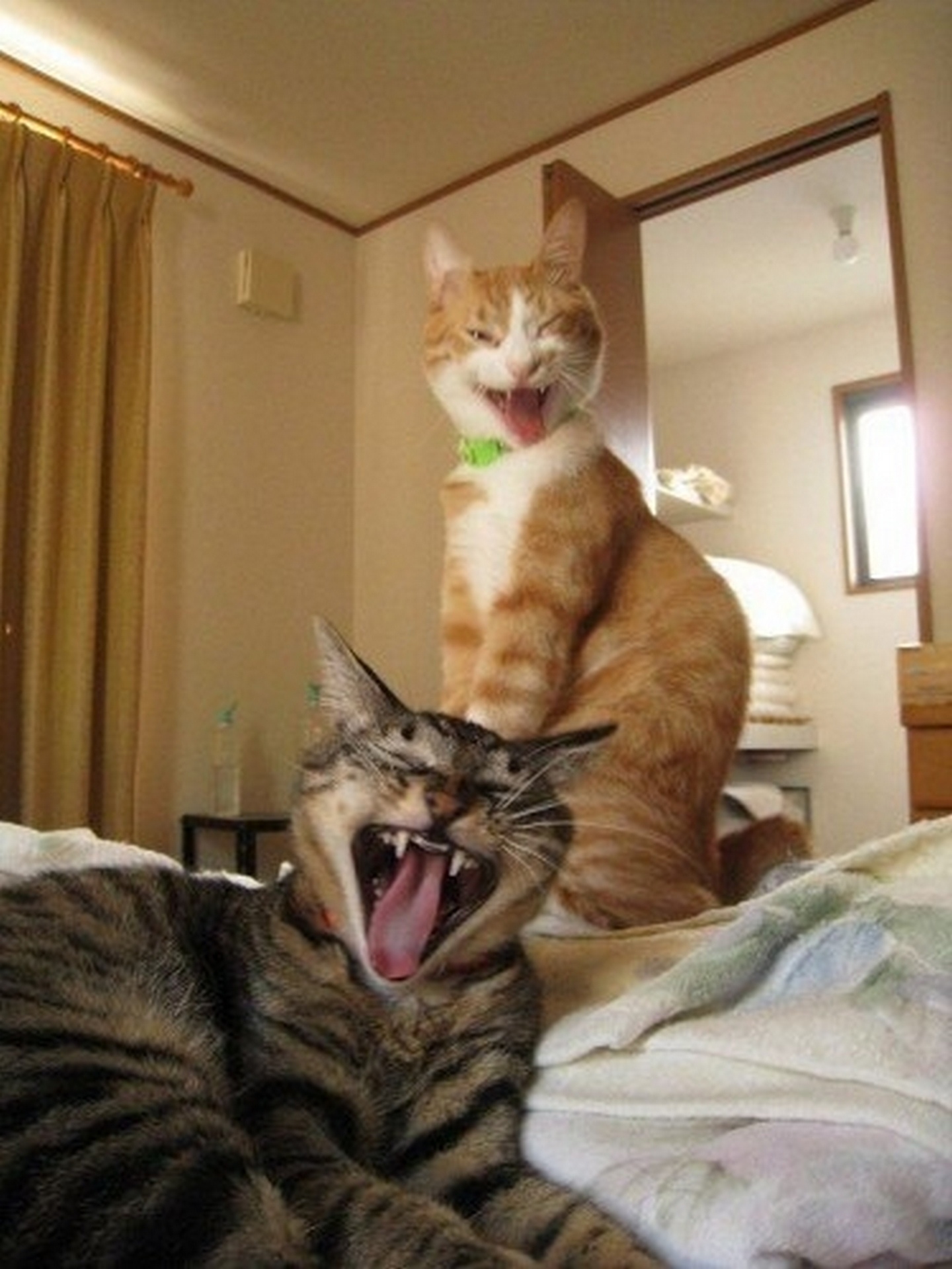 Говорящие смешные кошки