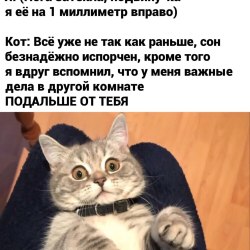 Анекдоты про котов и кошек (25 картинок) 2
