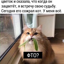 Анекдоты про котов и кошек (25 картинок) 6
