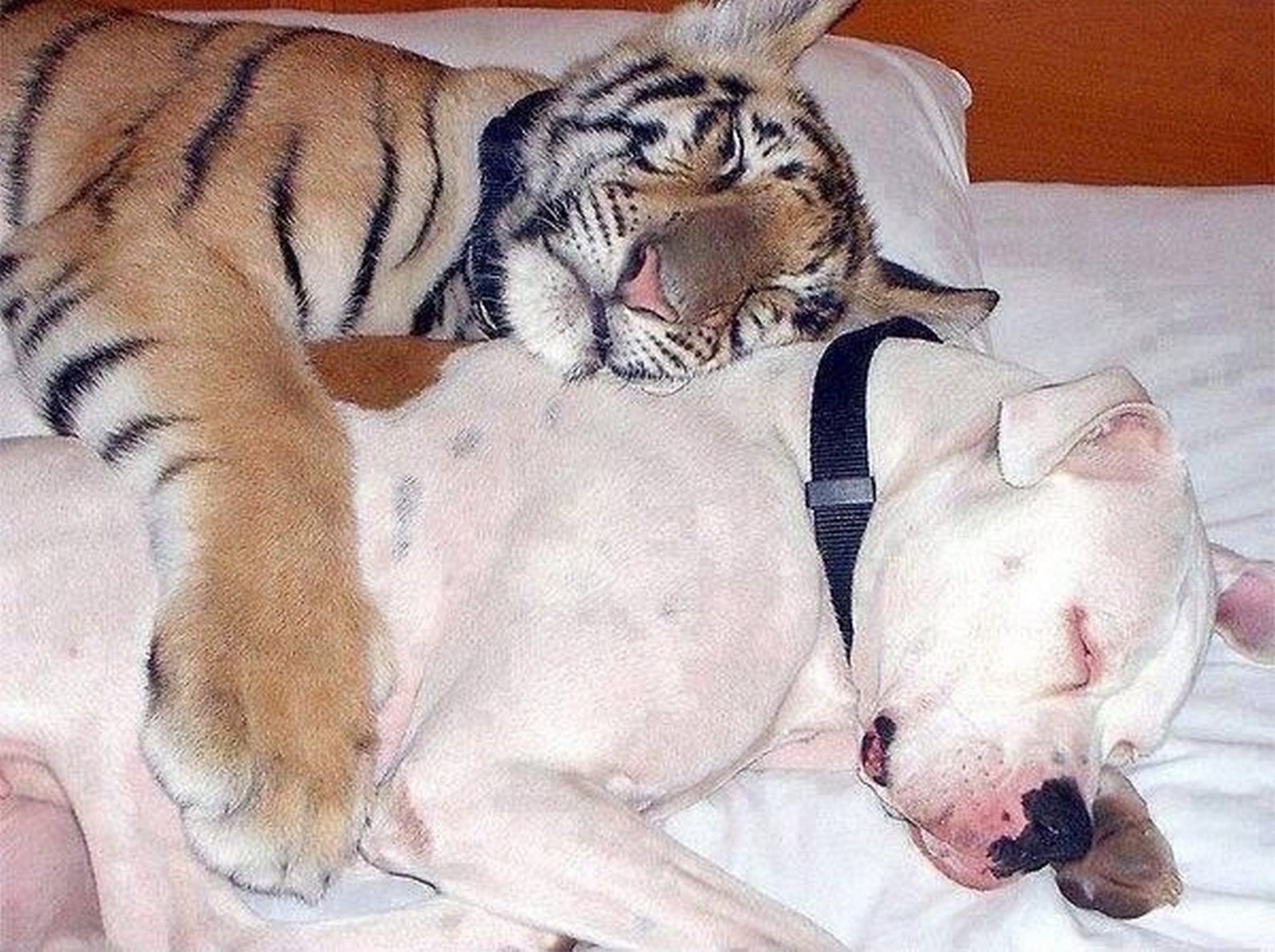 Тигр и собака мужчина. Спящие животные. Щенки спят в обнимку. Спящие в обнимку животные. Собака тигр.