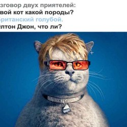 Анекдоты про котов и кошек (25 картинок) 19