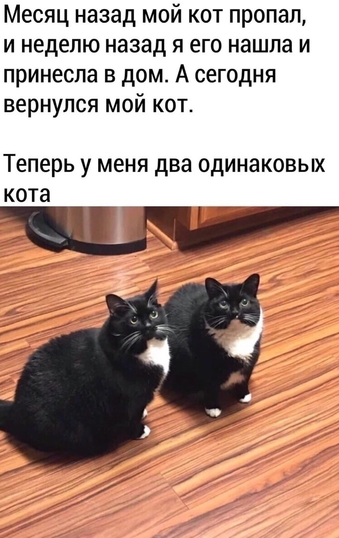 Кошки юмор в картинках