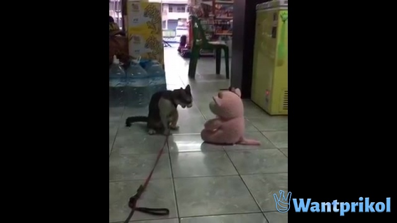Кот атакует плюшевую игрушку. Видео прикол