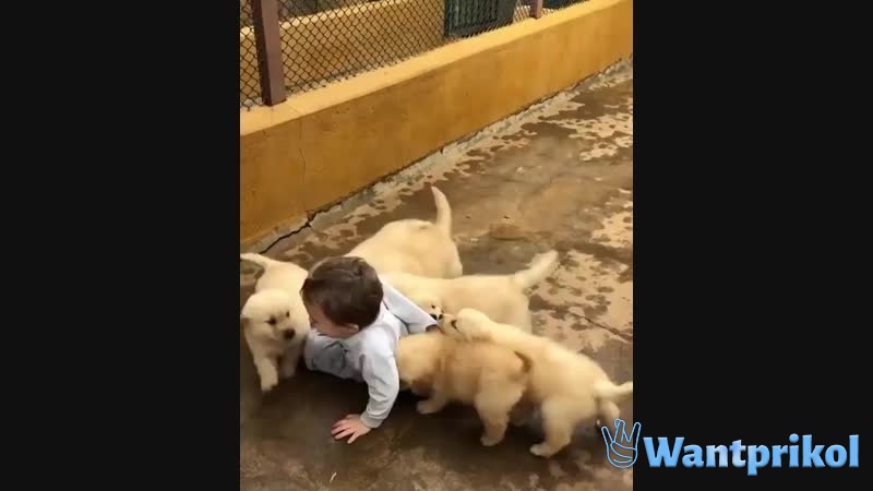 Малыш играет с щенками. Видео прикол