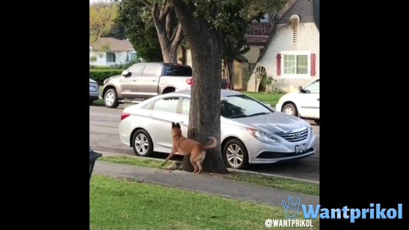 The dog is trying to catch a squirrel. Video joke