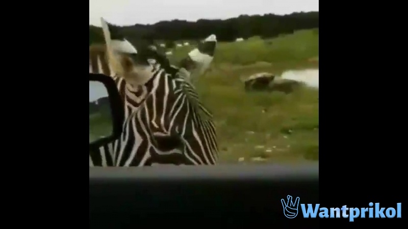 Поющая зебра. Видео прикол