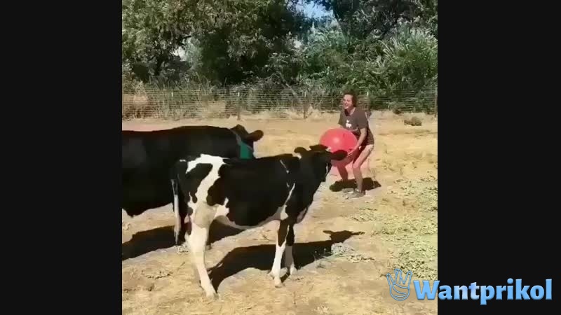 A girl is playing ball with cows. Video joke