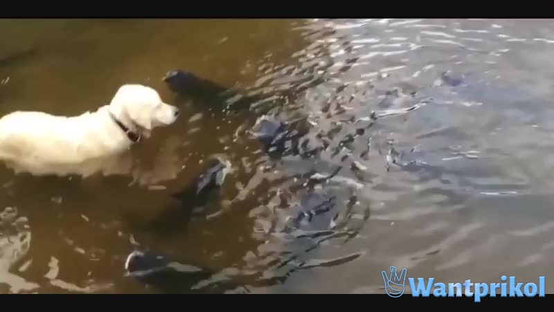 The dog catches a catfish. Video joke