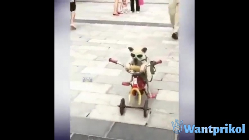 Крутой пес на велосипеде. Видео прикол