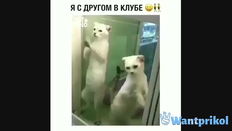 Я с другом в клубе. Видео прикол