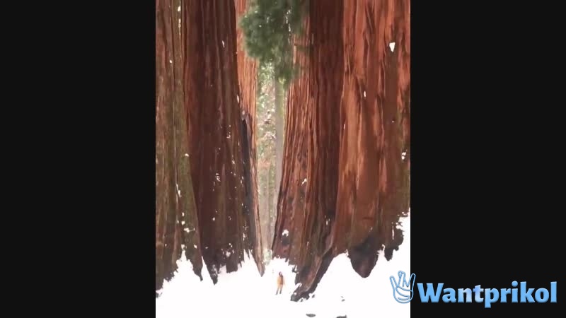 Giant fir trees