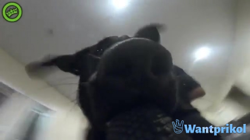 The dog grabbed the camera and began to run away from the owner. Video joke