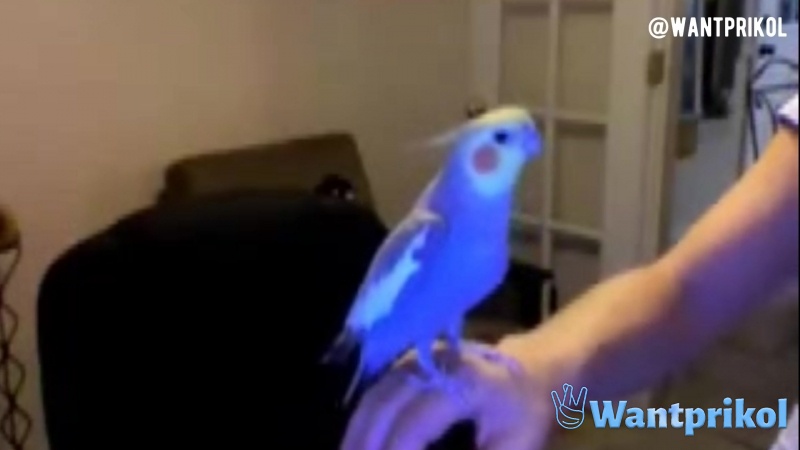 A beatbox from a parrot. Video joke