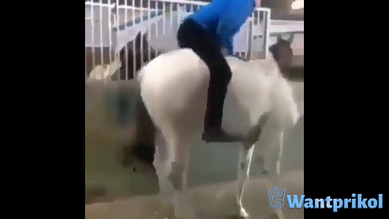 Saddled a horse. Video joke
