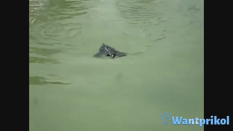 Летучая мышь плавает в реке. Видео прикол