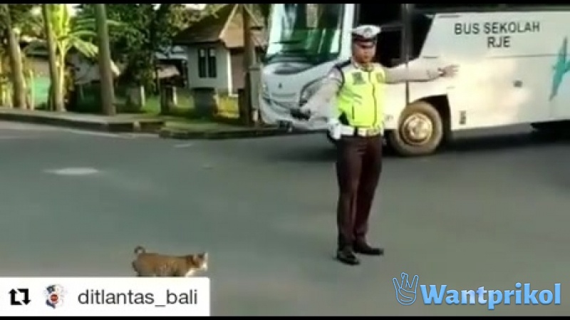 A policeman helps a cat cross the road. Video joke