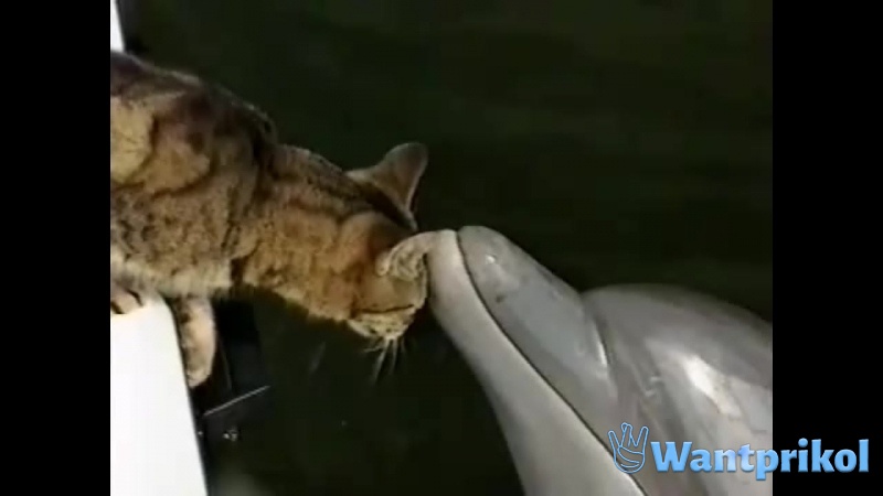 Дружба кошки и дельфина. Видео прикол