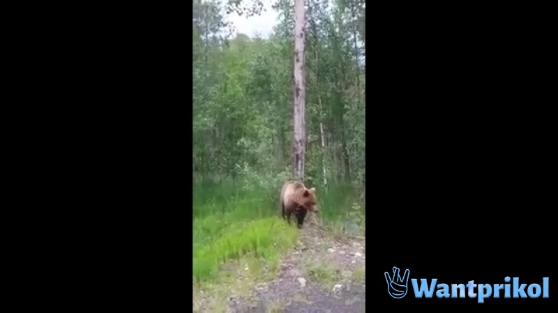 Мишка в лесу. Видео прикол