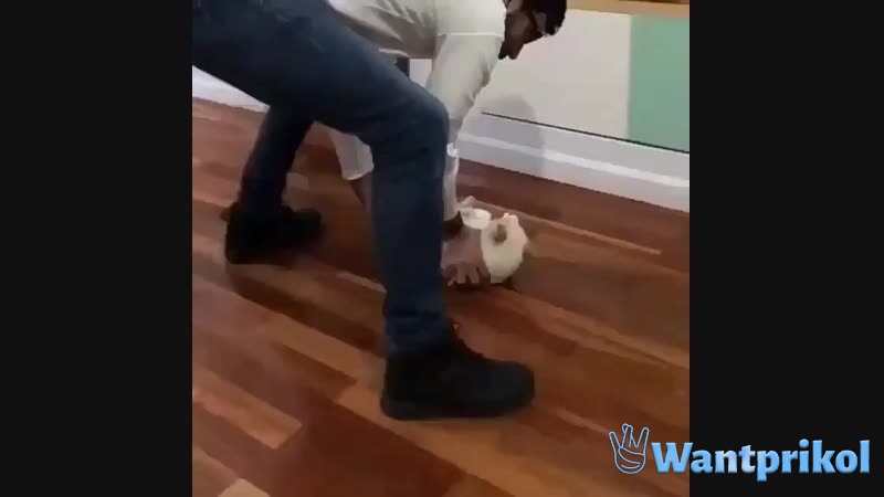 Кот любит кататься на полу. Видео прикол