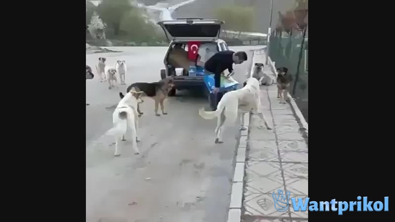 Мужик помогает бездомным животным. Видео прикол