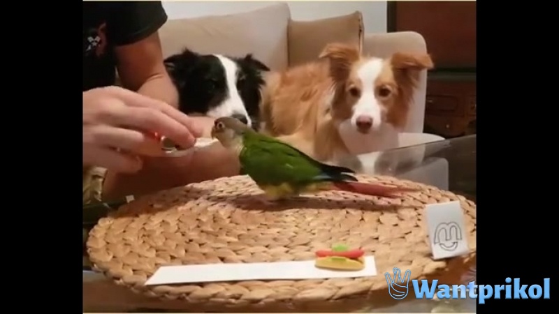 The parrot is a waiter. Video joke