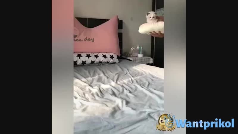 Прыжок котенка на кровать. Видео прикол