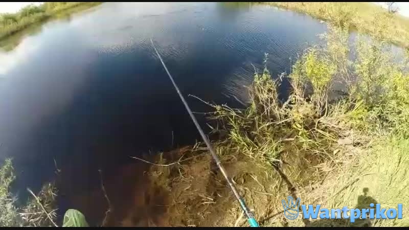 I shot a carp. Video joke