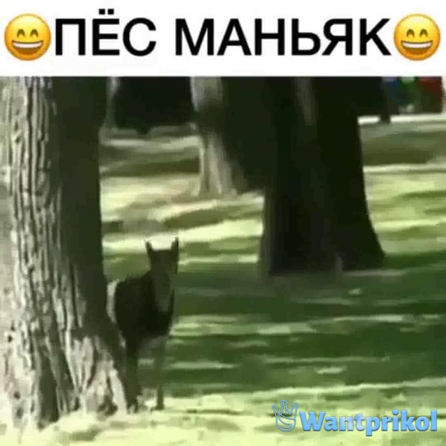 Пёс пляжный маньяк