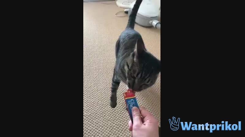 A fight between a cat and a chicken. Video joke
