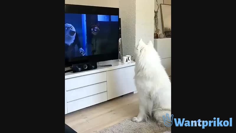 Собака смотрит мультфильм. Видео прикол