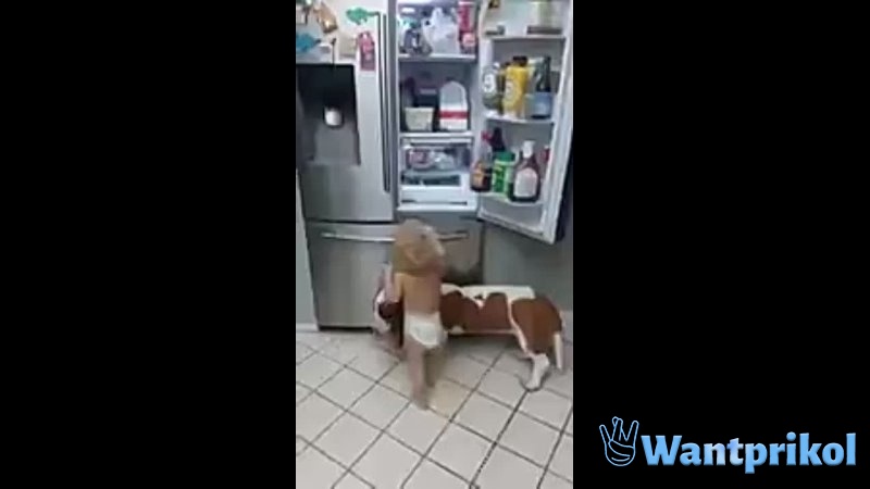 The dog helps the baby. Video joke