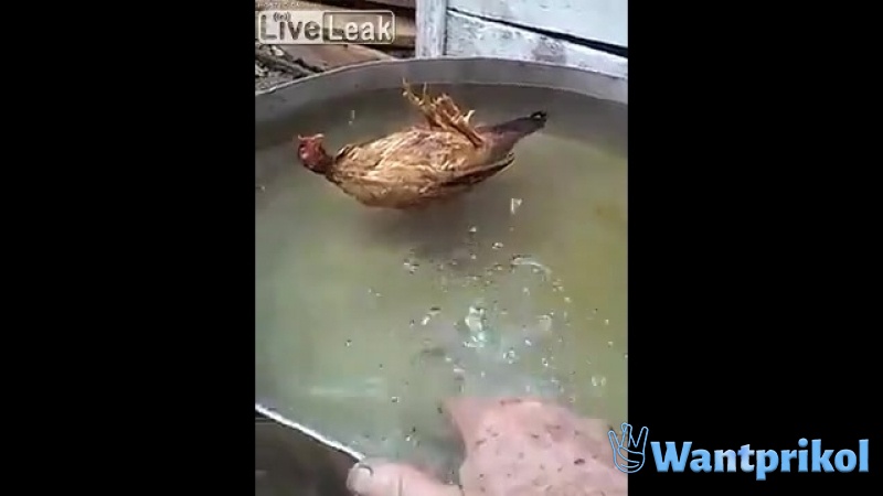 Курица плавает на спине. Видео прикол