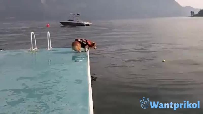 What a dog, such a jump. Video joke