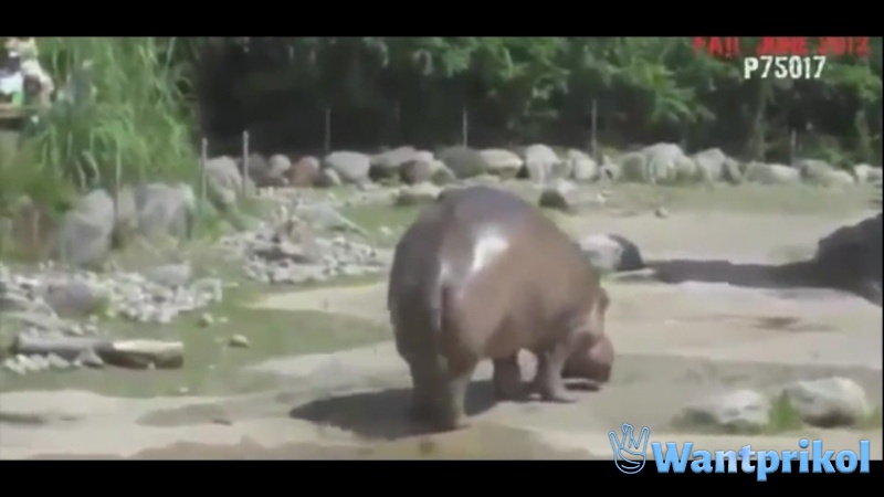 A long bunch of hippos. Video joke