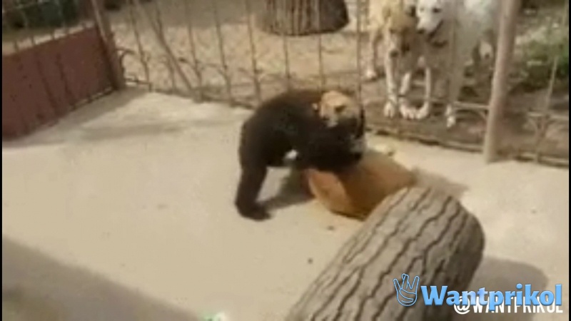 Борьба медвежонка с собакой. Видео прикол