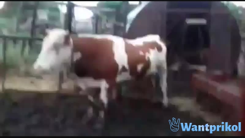 Танцующая корова. Видео прикол
