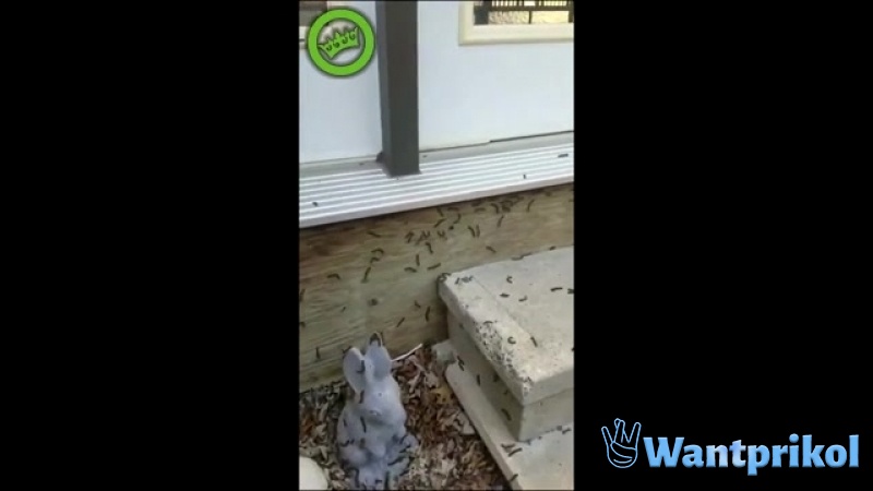 How caterpillars react to a loud sound. Video joke
